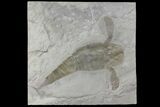 6.2" Eurypterus (Sea Scorpion) Fossil - New York - #179490-1